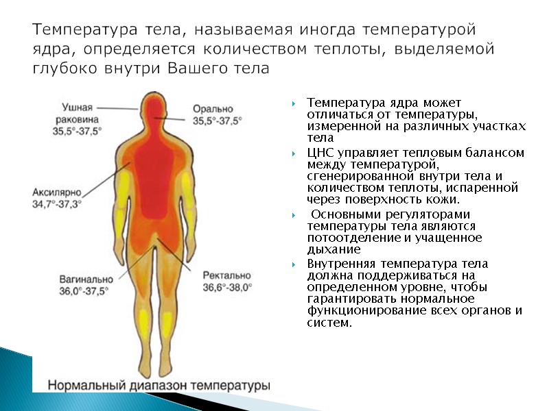 Температура тела, называемая иногда температурой ядра, определяется количеством теплоты, выделяемой глубоко внутри Вашего тела